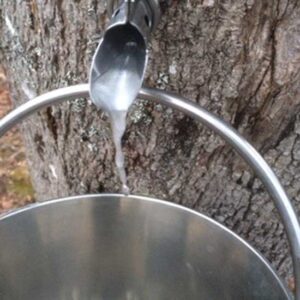 Home Syruping: Finding Solace in Traditional Skills During a Time of Social Distancing Image